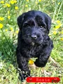 Giant Schnauzer Rosie