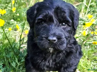 Giant Schnauzer dogs Giant Schnauzer Rosie - Ad 8