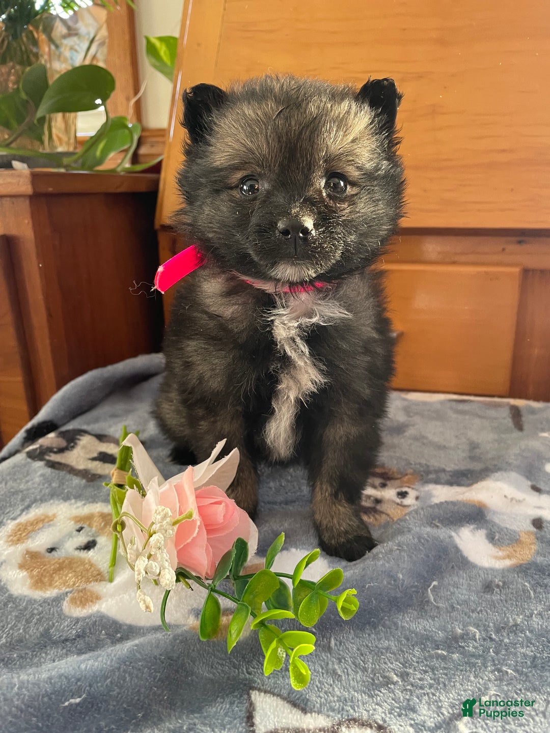 Pomeranian dogs for sale: Polly - Ad 3