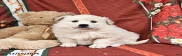 American Eskimo dogs for sale: Fluffball - Ad 2