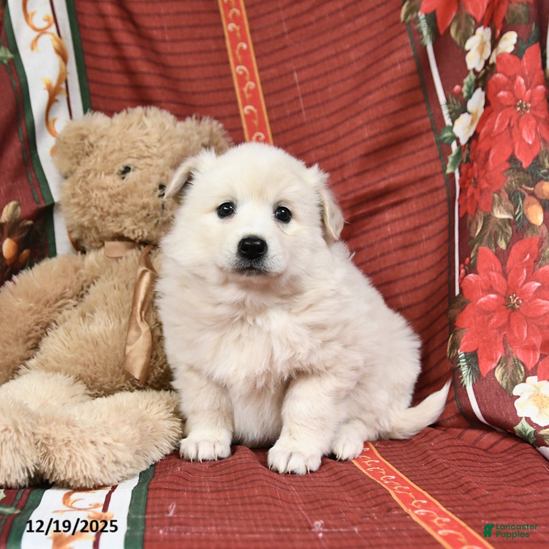 American Eskimo dogs for sale: Fluffball - Ad 2