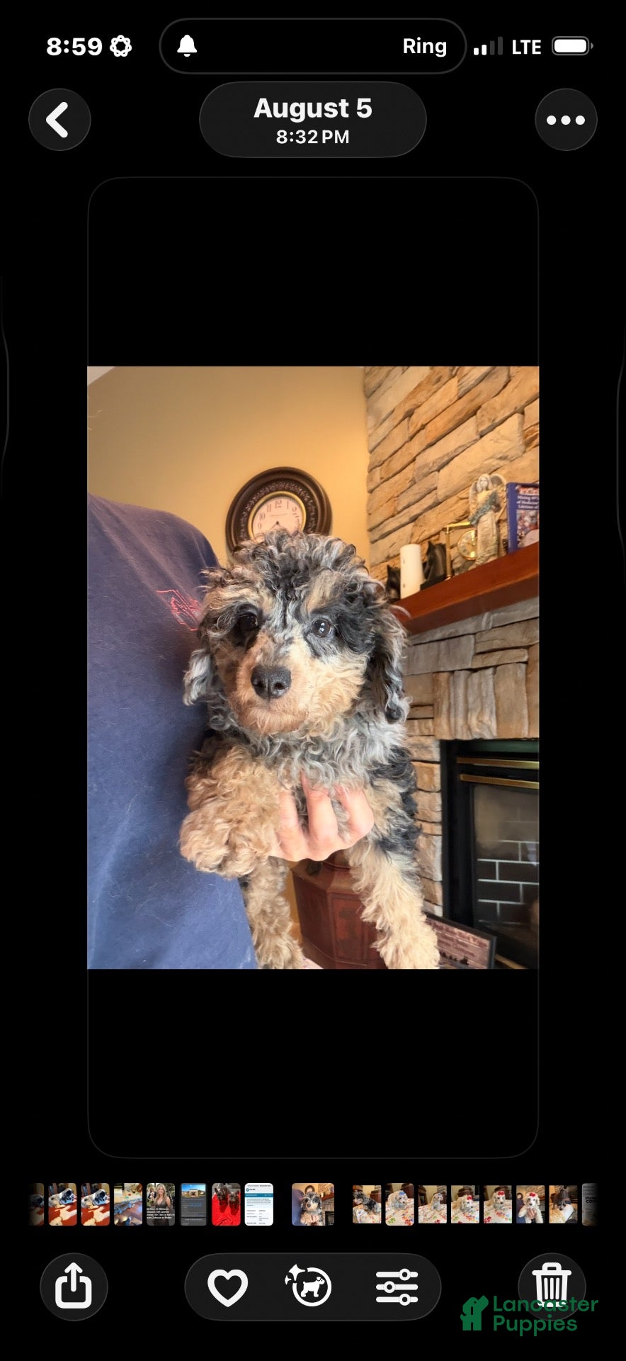 Miniature Poodle dogs Fabio - Ad 2
