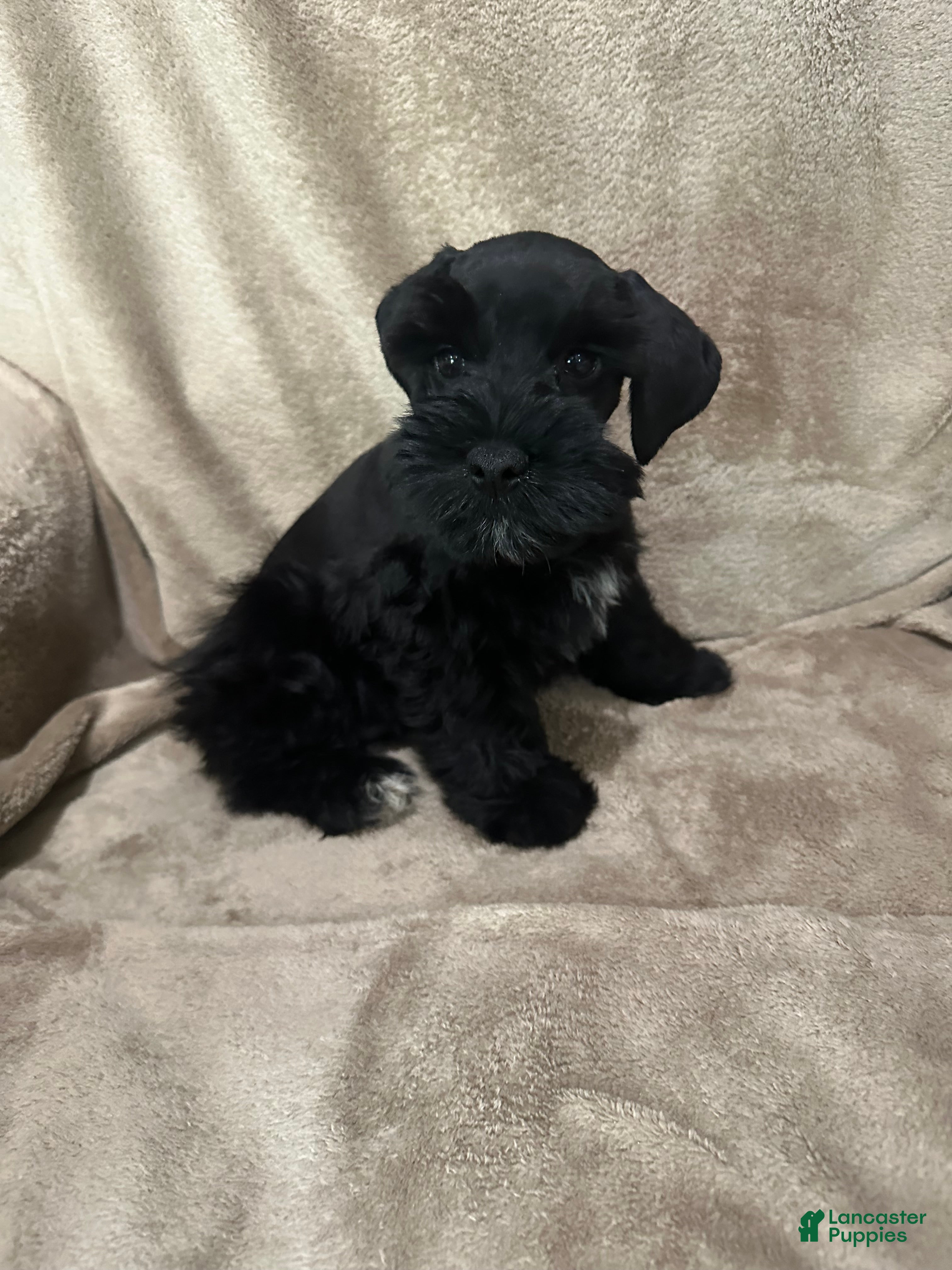 Miniature Schnauzer dogs Blake - Ad 1
