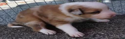 Border Collie dogs for sale: BLAKE - Ad 10