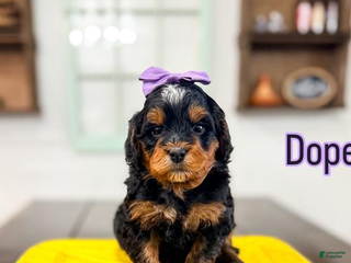 Bernedoodle dogs Dopey - Ad 20