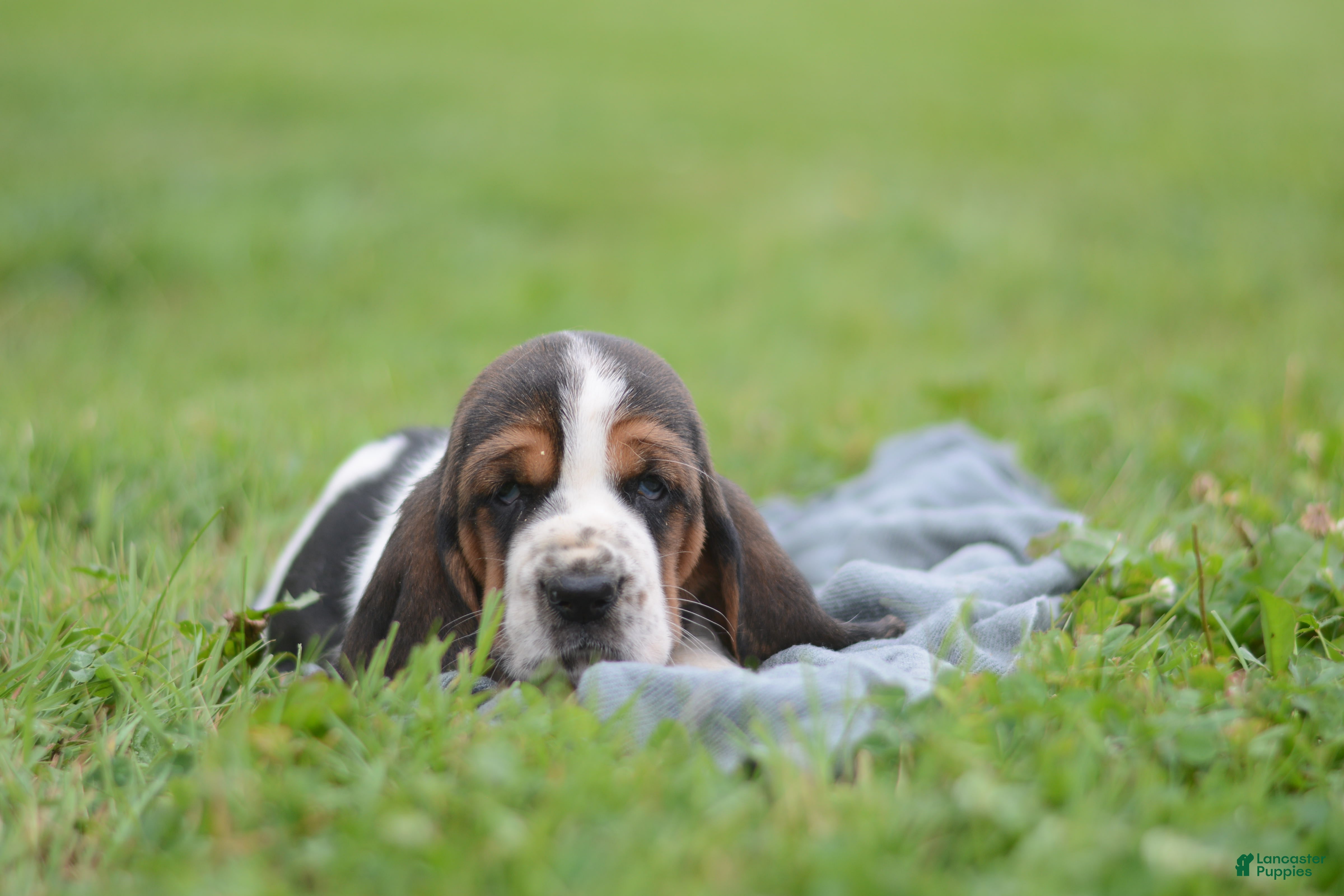 Basset Hound dogs Dolly - Ad 1