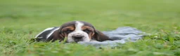 Basset Hound dogs for sale: Dolly - Ad 1