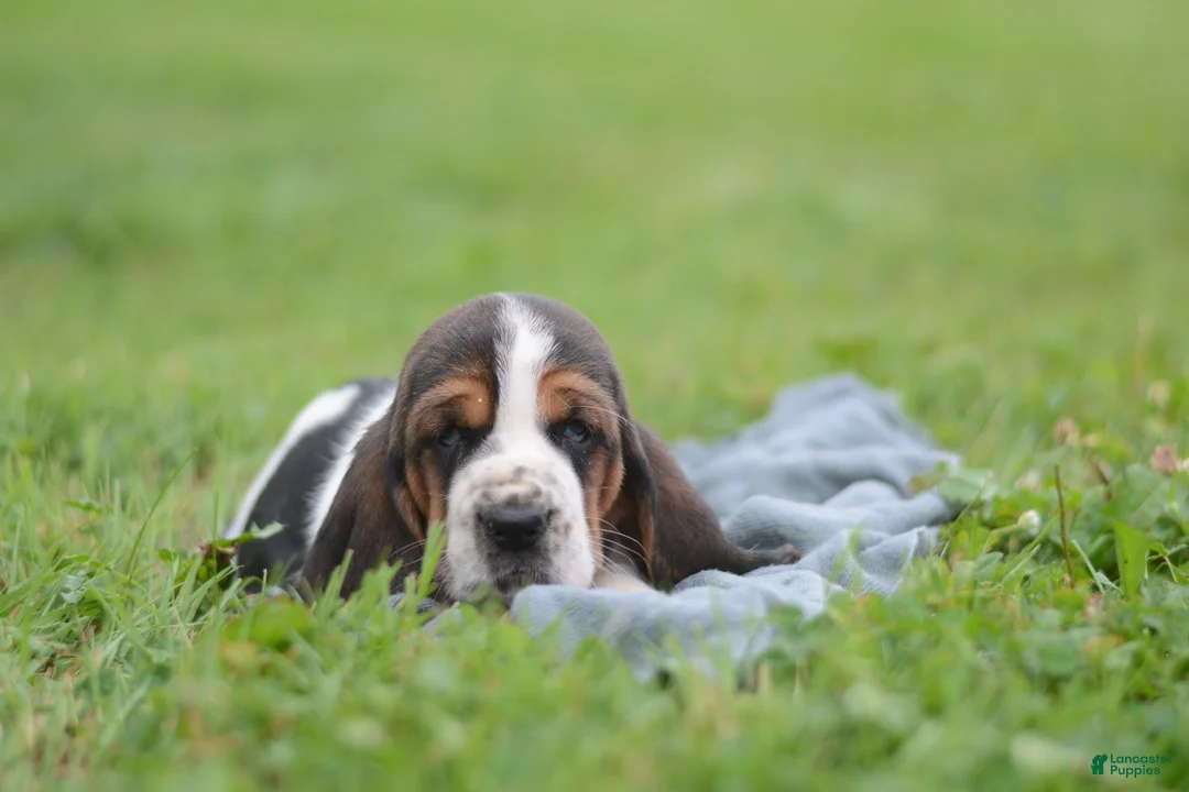 Basset Hound dogs for sale: Dolly - Ad 1