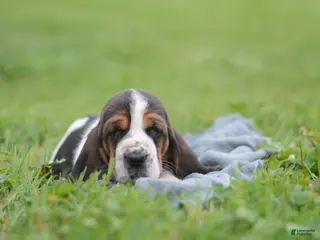 Basset Hound dogs for sale: Dolly - Ad 4