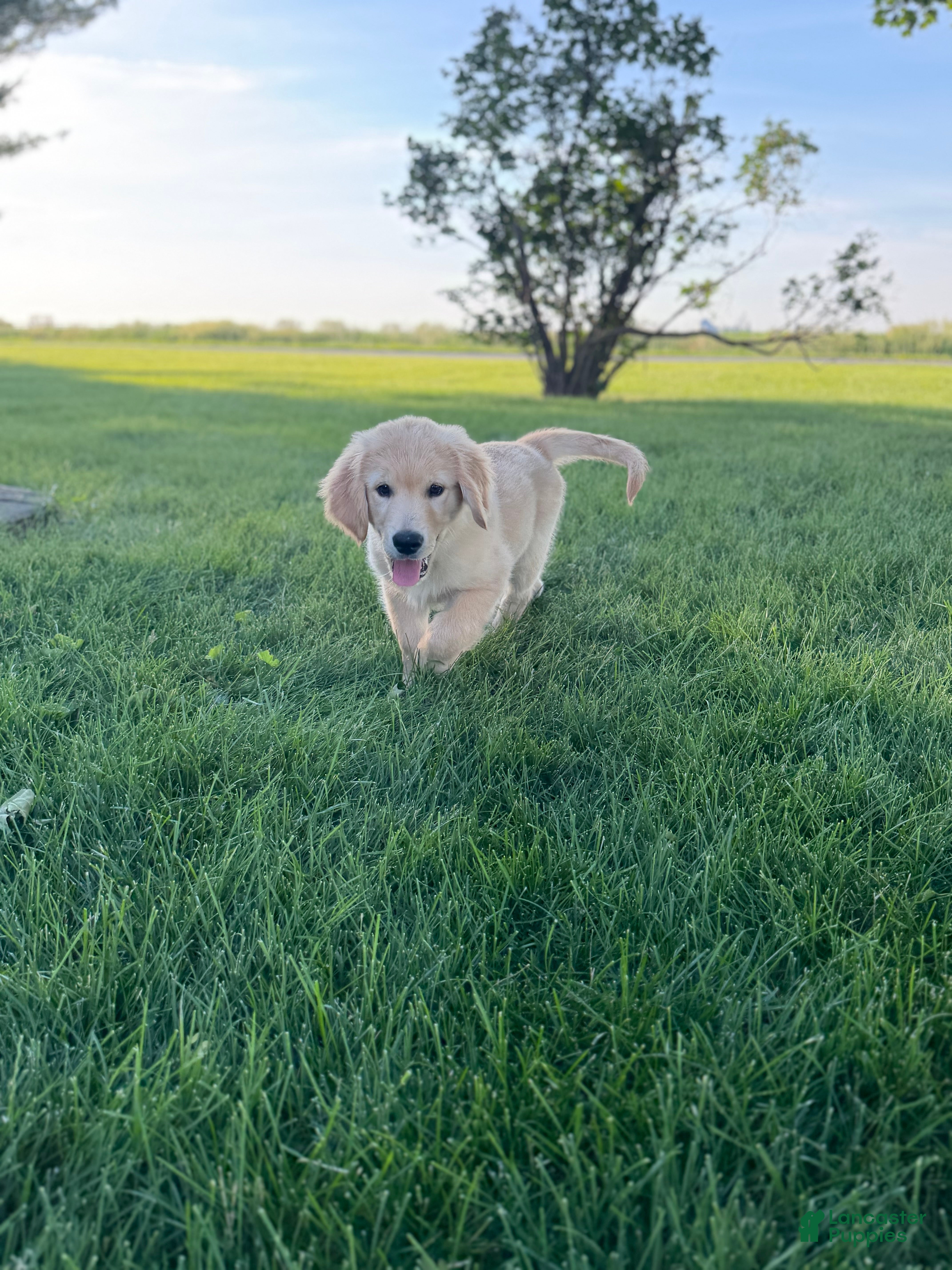 Golden Retriever dogs Sammy Golden Retriever Puppy  - Ad 2