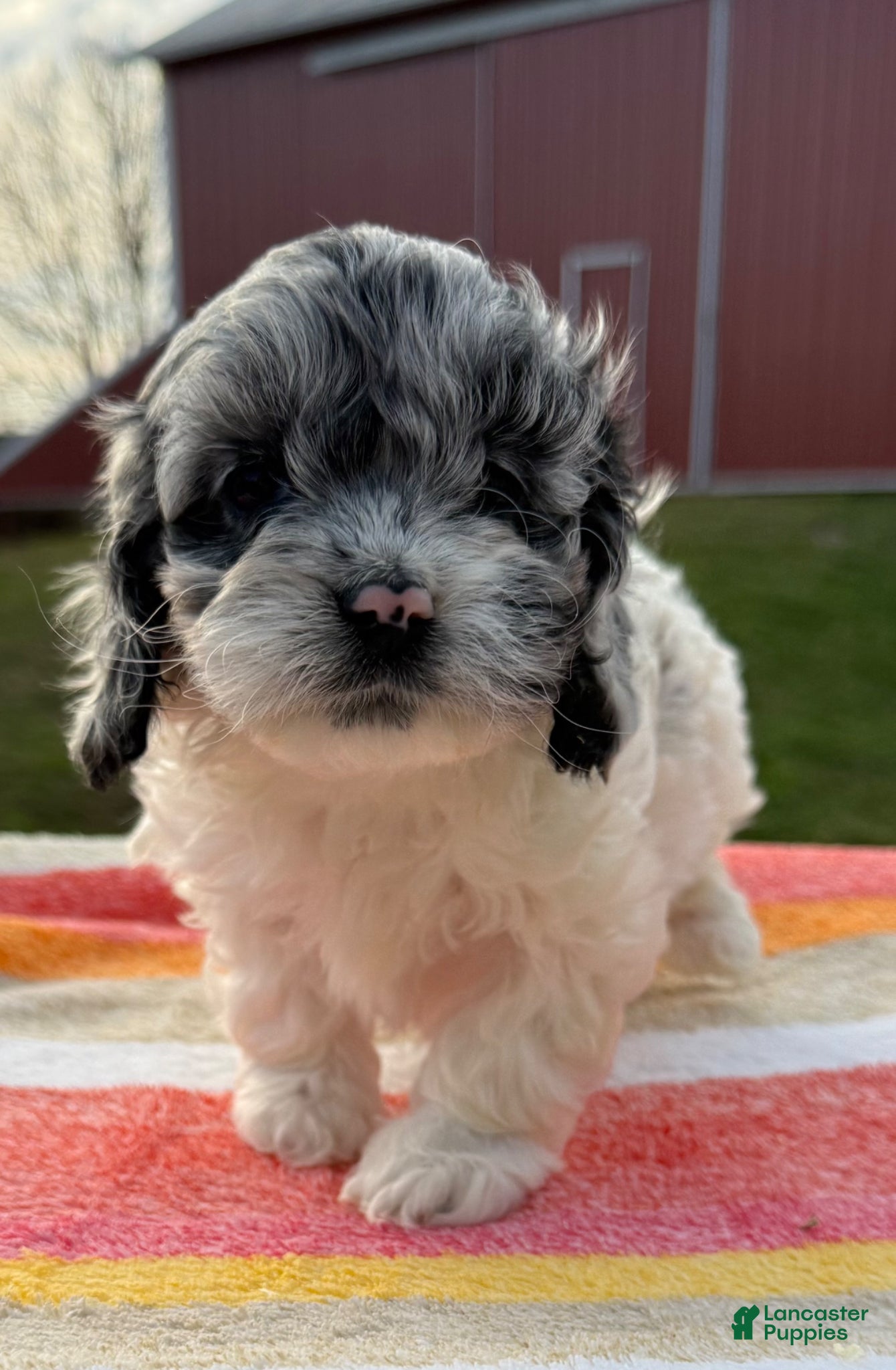 Cockapoo dogs Cockapoo Puppy 2 - Ad 31