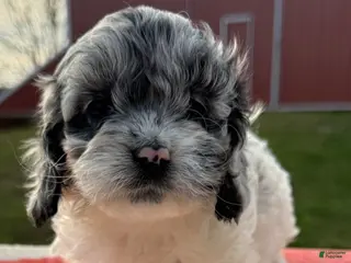 Cockapoo dogs Cockapoo Puppy 2 - Ad 31