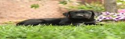 Labrador Retriever dogs for sale: Rosie - Ad 5
