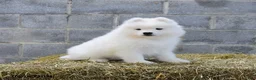 Samoyed dogs for sale: Storm   - Ad 2