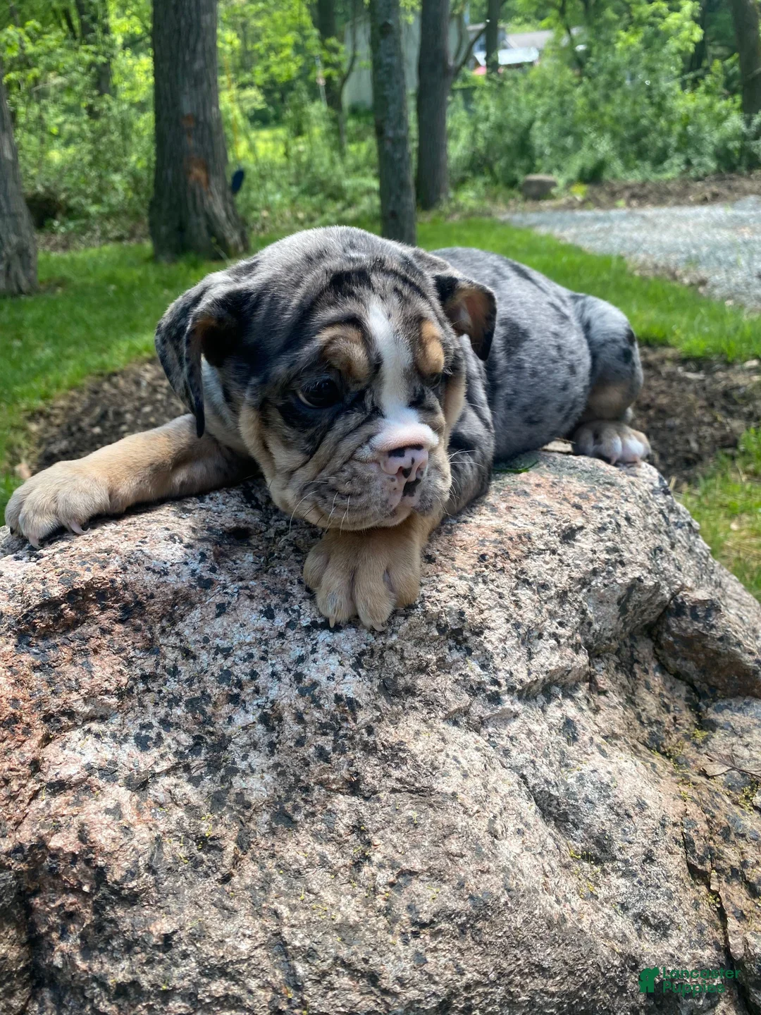 Mixed Breed dogs for sale: Queen - Ad 10