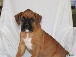 Boxer dogs Faith - Ad 22