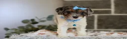 Cavapoo dogs for sale: Charlotte - Ad 7
