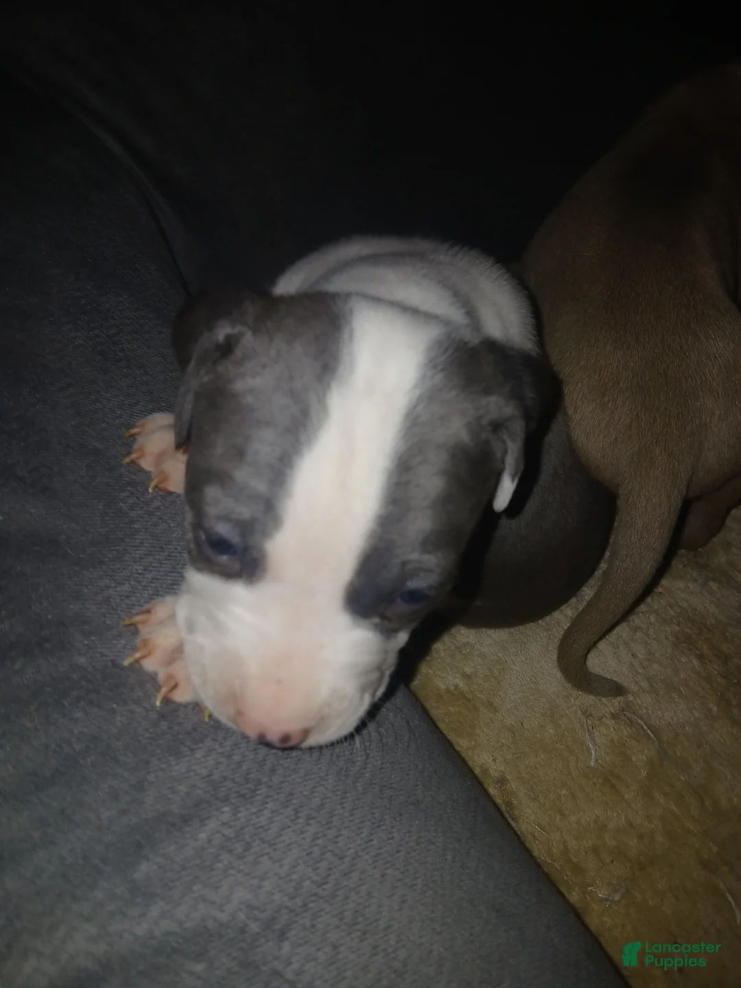 Mixed Breed dogs for sale: Mixed Breed Puppy 6 - Ad 2