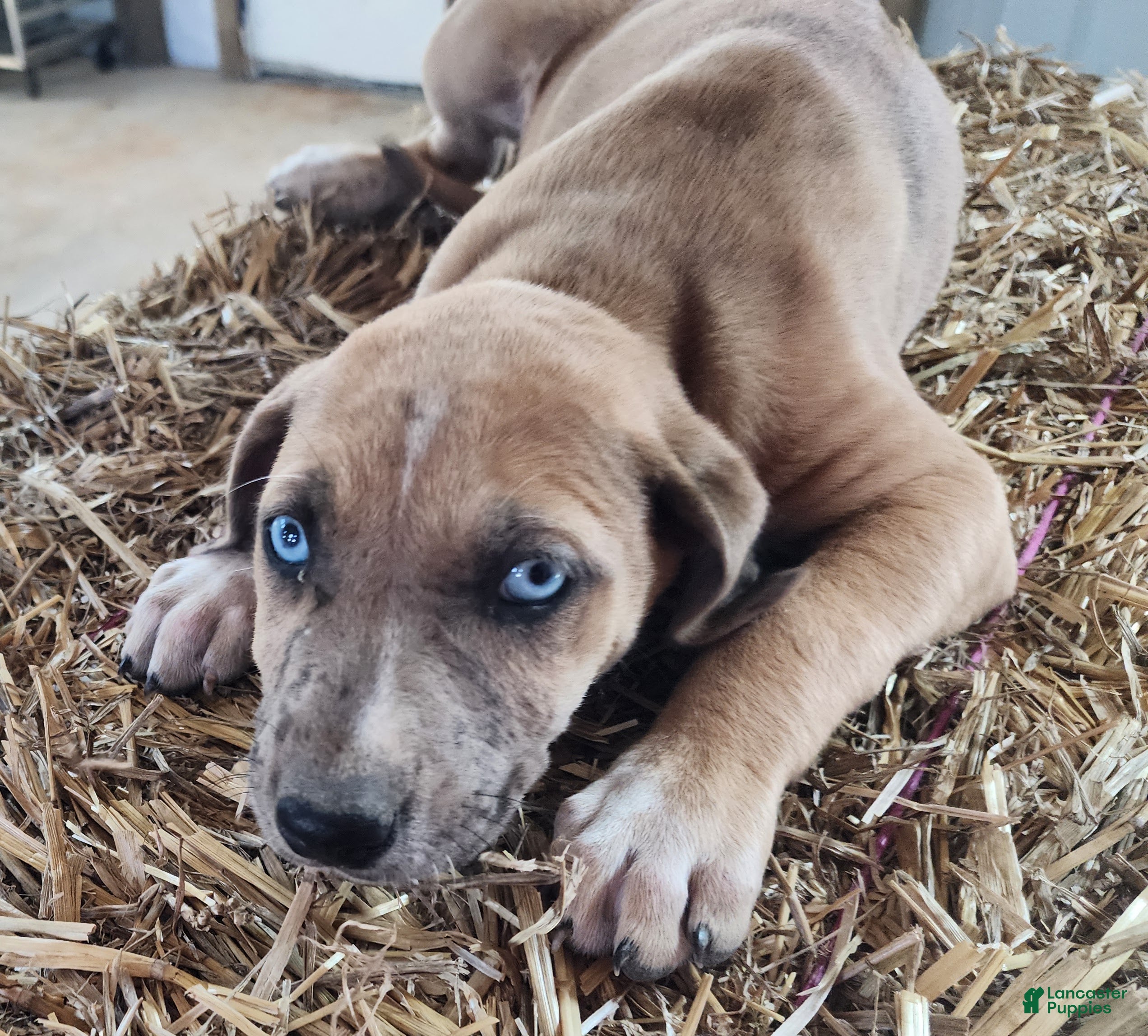 Catahoula Leopard Dog dogs Duchess 2026 Female 2 - Ad 7