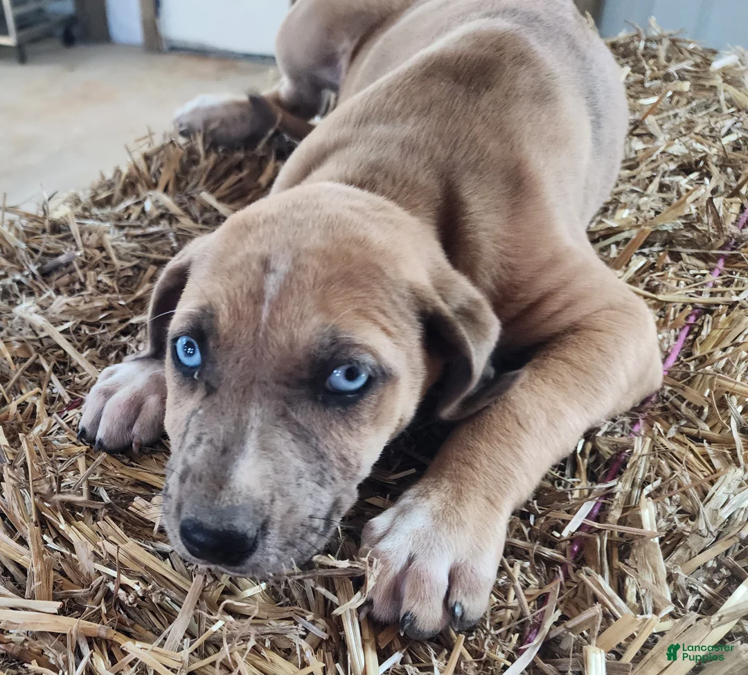 Catahoula Leopard Dog dogs for sale: Duchess 2026 Female 2 - Ad 1