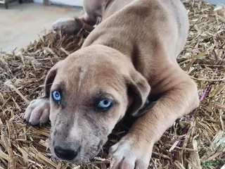 Catahoula Leopard Dog dogs Duchess 2026 Female 2 - Ad 9