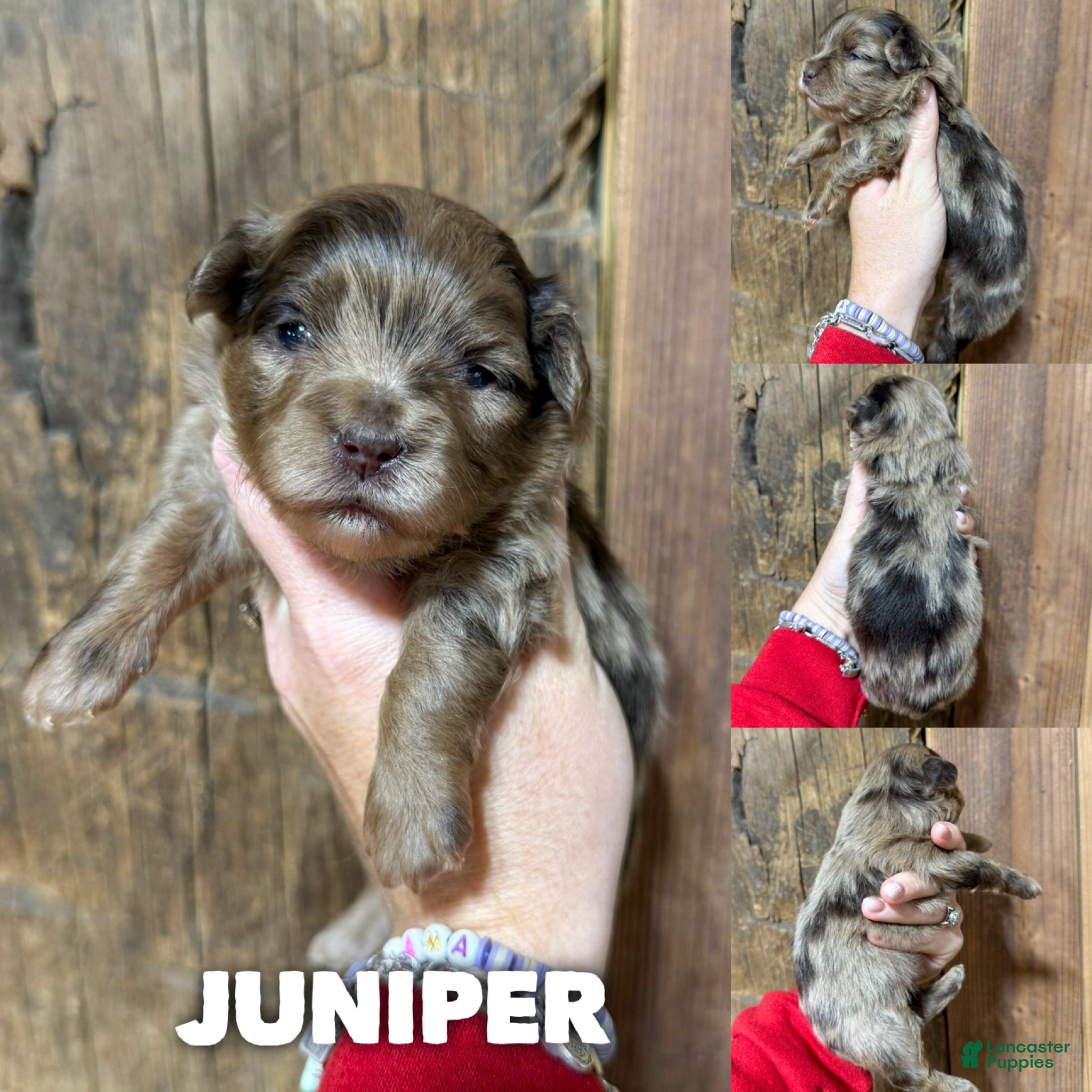 Mixed Breed dogs Juniper - Ad 17