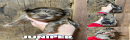 Mixed Breed dogs for sale: Juniper - Ad 1