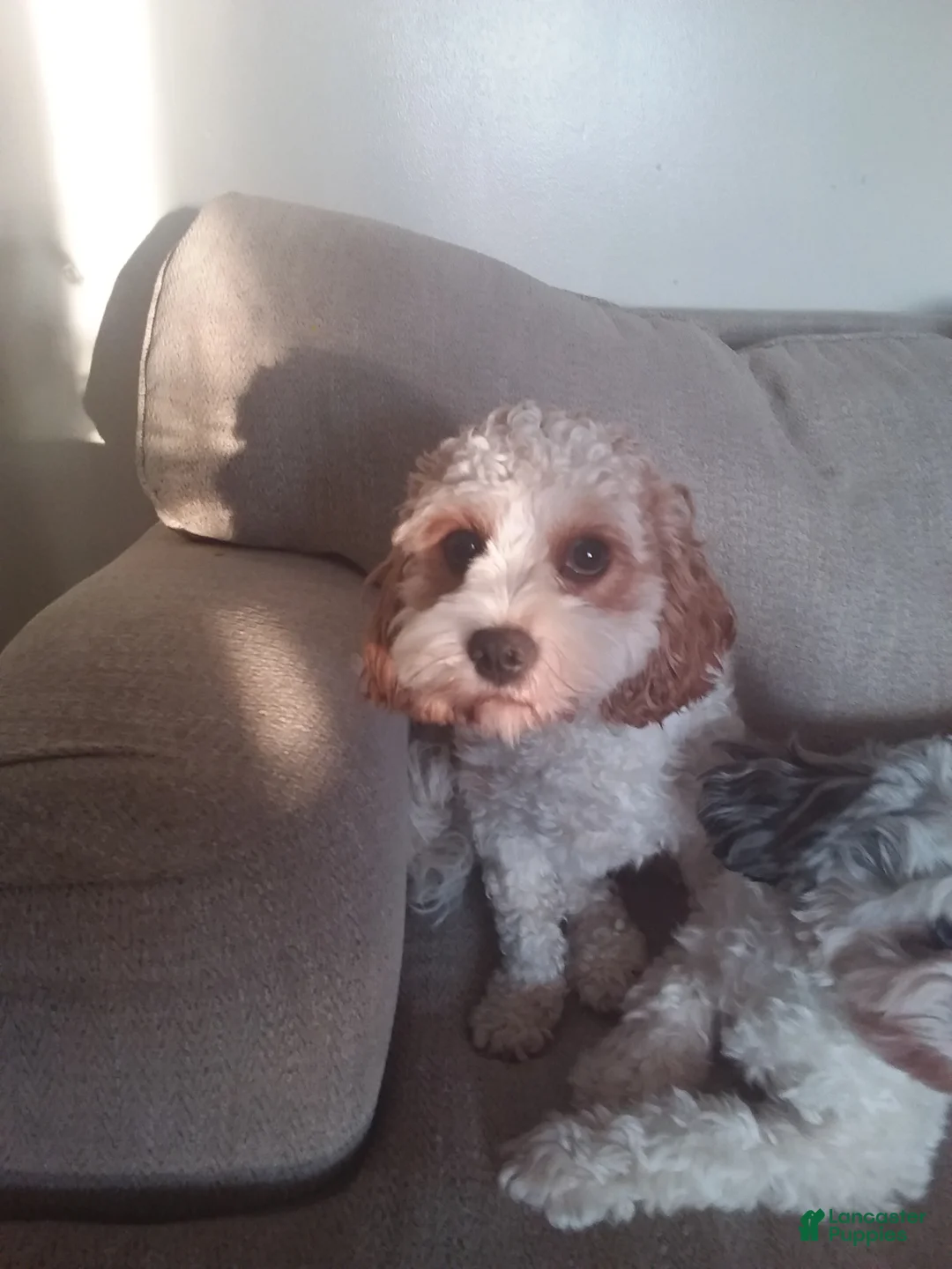 Cavapoo dogs for sale: Cavapoo Puppy 1 - Ad 2