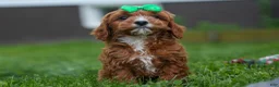 Cavapoo dogs for sale: OLLIE - Ad 1