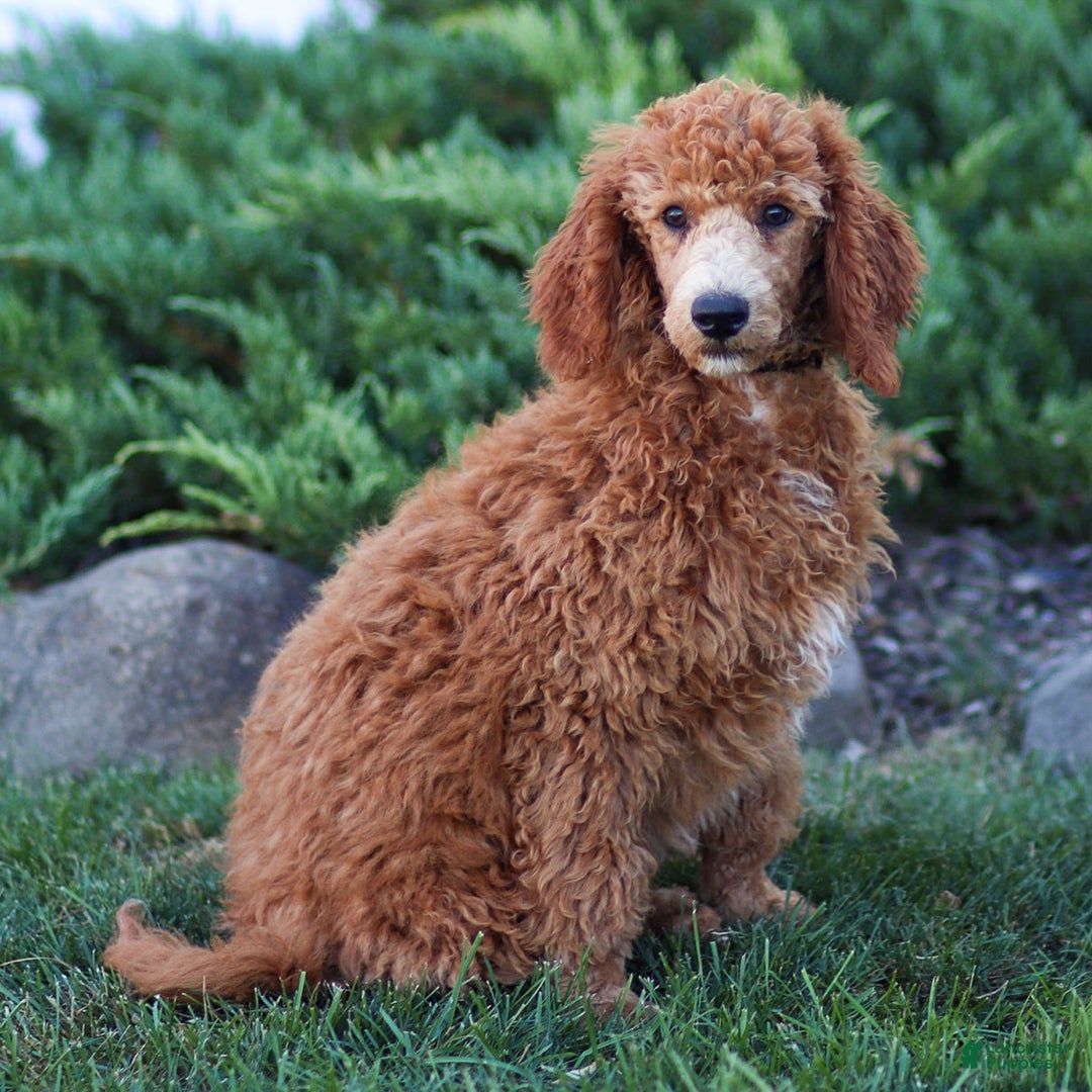 Standard Poodle dogs for sale: Ronnie - Ad 6