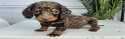 Miniature Dachshund dogs for sale: Jake - Ad 3
