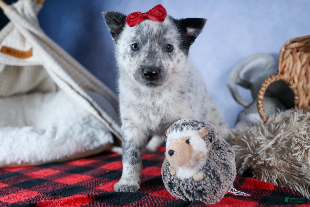 Mixed Breed dogs for sale: DAWN - Ad 13