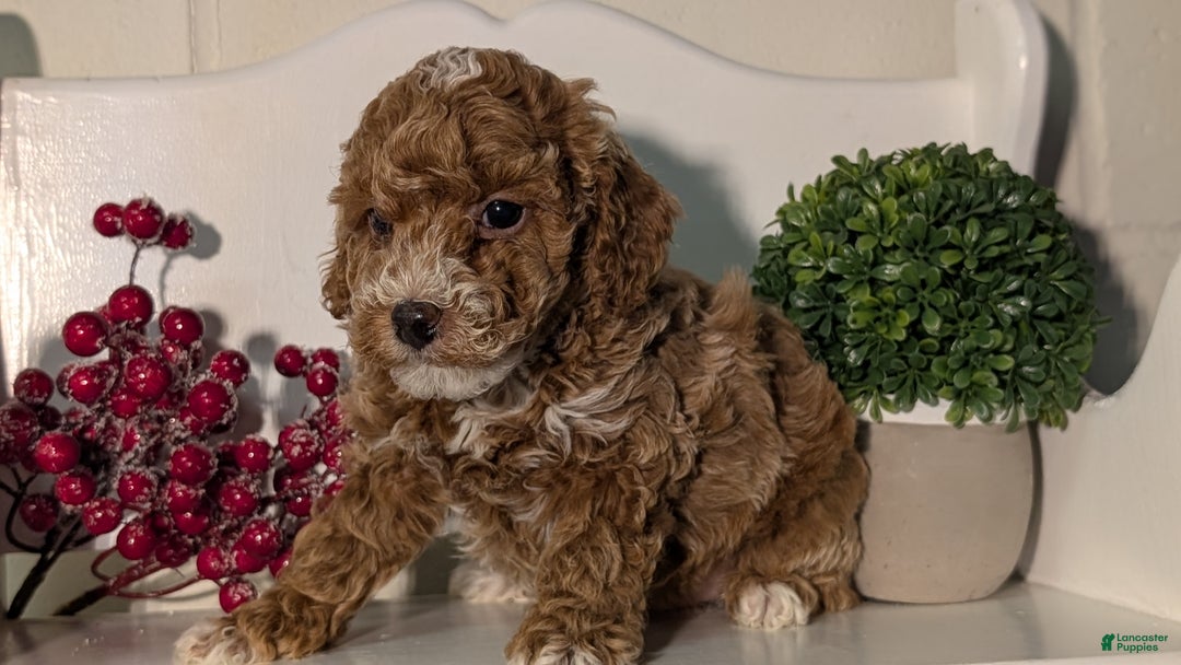 Miniature Poodle dogs for sale: Hudson - Ad 5