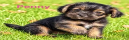 Shihpoo dogs for sale: Penny - Ad 1