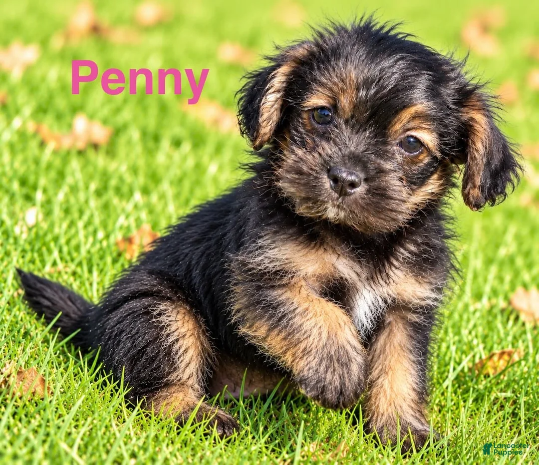 Shihpoo dogs for sale: Penny - Ad 1