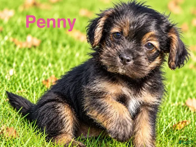 Shihpoo dogs Penny - Ad 1