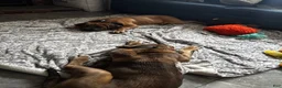 Cane Corso dogs for sale: Junior Vicenzo - Ad 8