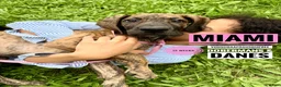 Great Dane dogs for sale: Miami - Ad 19