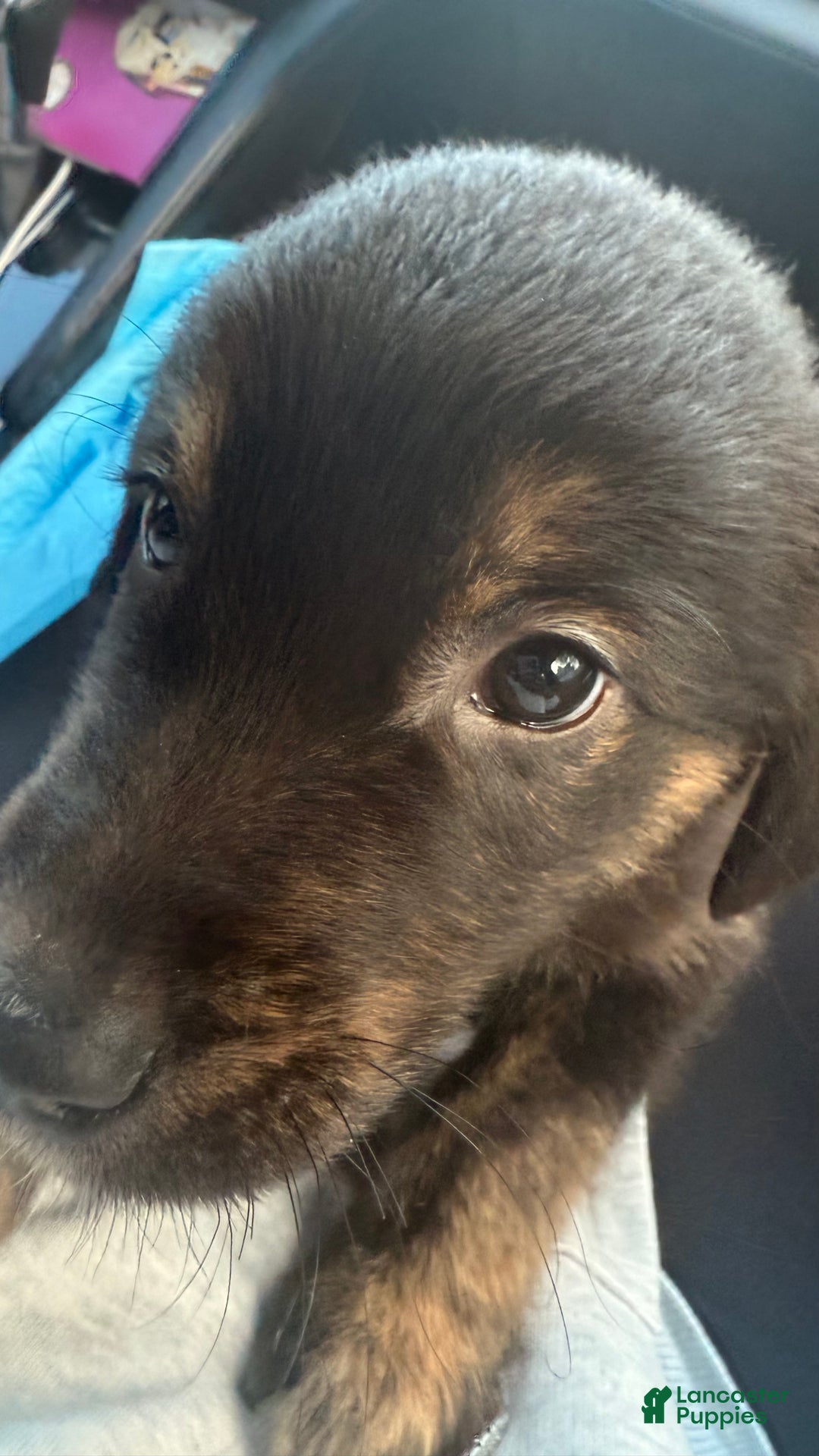 Mixed Breed dogs for sale: Mixed Breed Puppy 1 - Ad 2