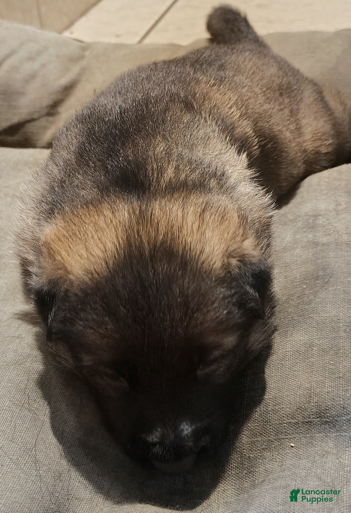 German Shepherd dogs German Shepherd Puppy 2 - Ad 2