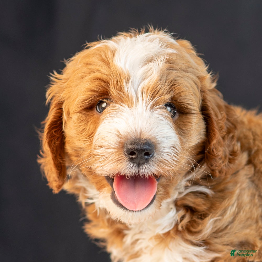 Mini Goldendoodle dogs Scout - Ad 2