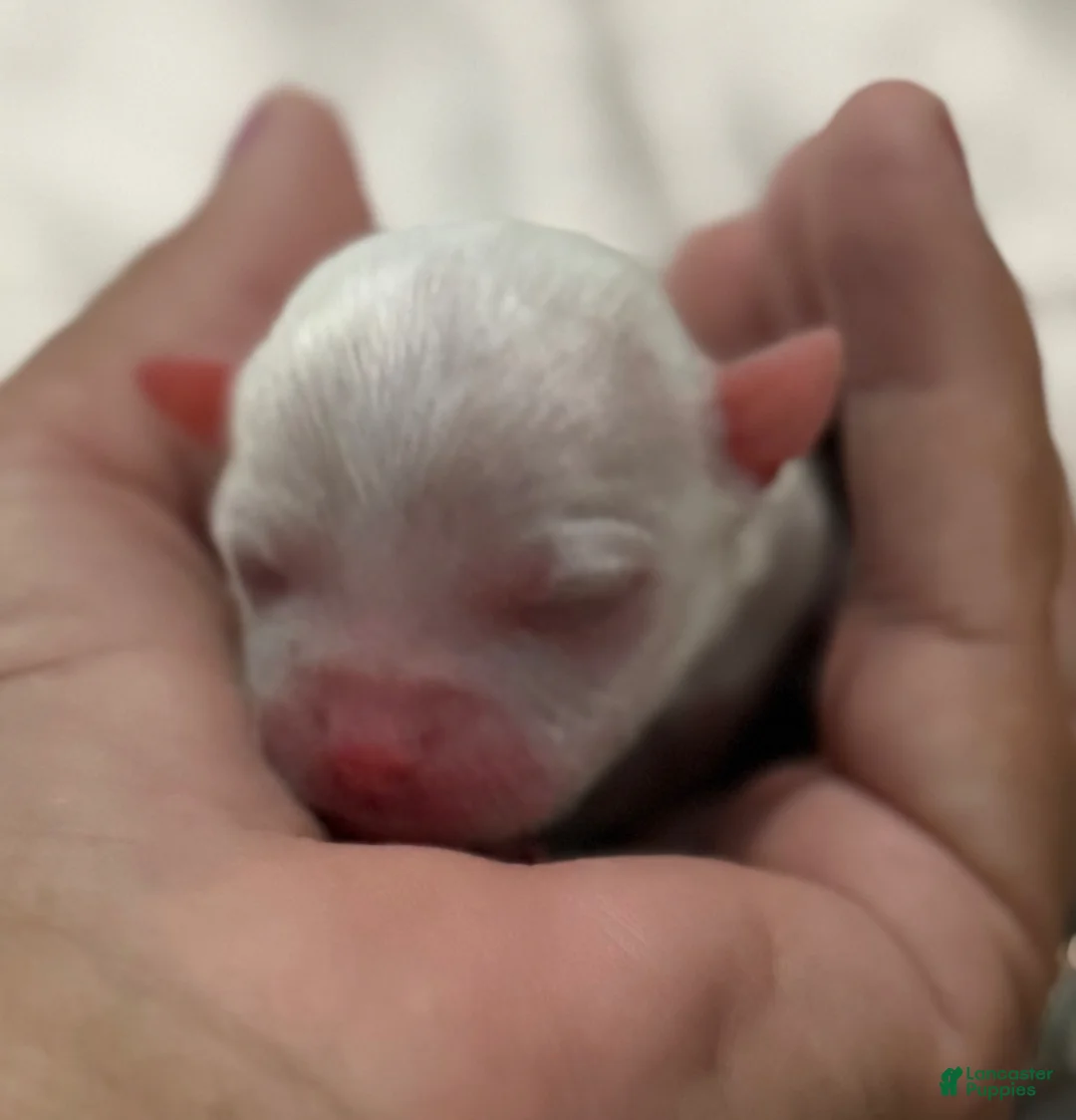 Chihuahua dogs for sale: Pearl - Ad 1