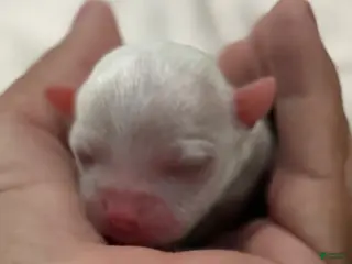 Chihuahua dogs for sale: Pearl - Ad 1