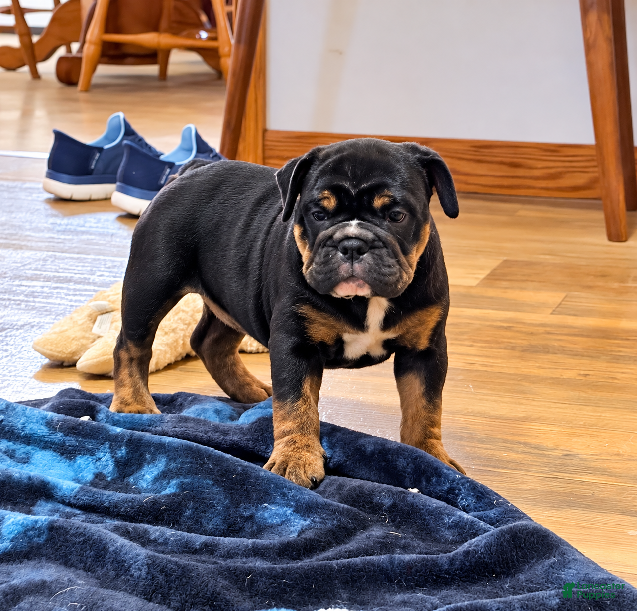 English Bulldog dogs for sale: Lilly - Ad 2