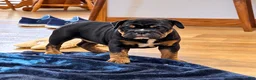 English Bulldog dogs for sale: Lilly - Ad 2