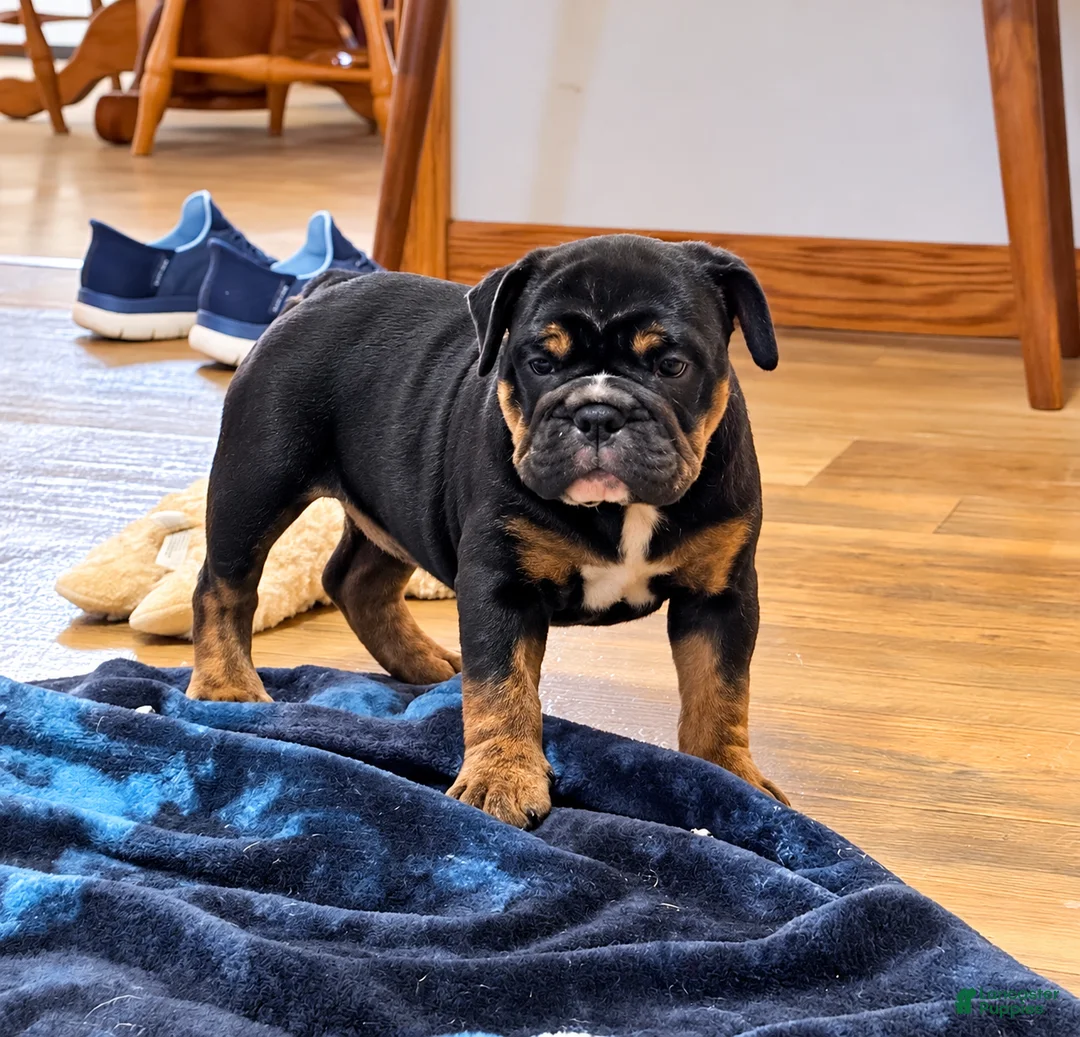 English Bulldog dogs for sale: Lilly - Ad 2