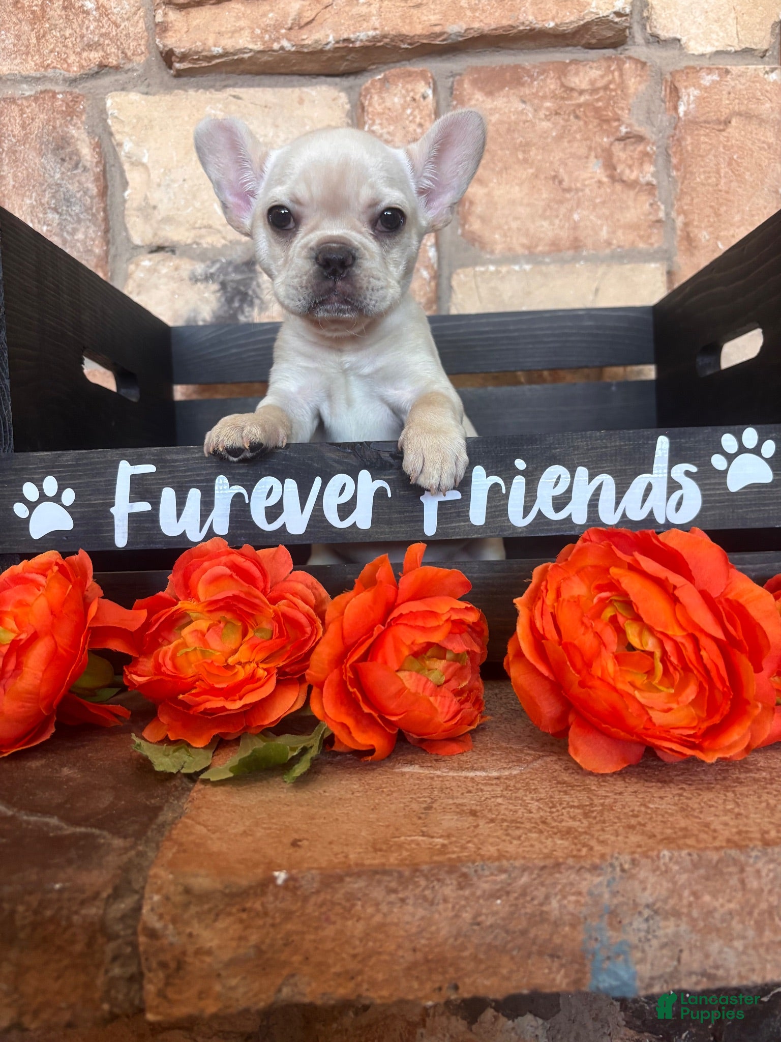 French Bulldog dogs French Bulldog 1 - Ad 1