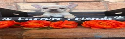 French Bulldog dogs for sale: French Bulldog 1 - Ad 1