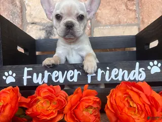French Bulldog dogs French Bulldog 1 - Ad 1