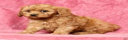 Cavapoo dogs for sale: Teresa - Ad 8